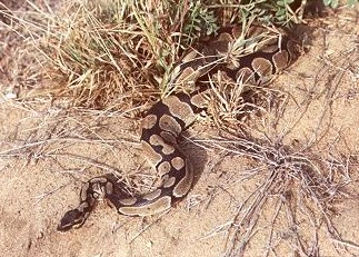 Python regius in Togo